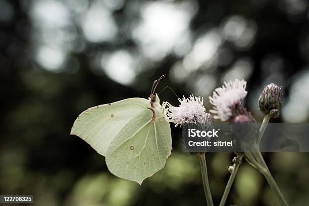 Brimstone Motyl Na Kwiat - zdjęcia stockowe i więcej obrazów Bez ludzi - Bez ludzi, Bliskie zbliżenie, Fotografika