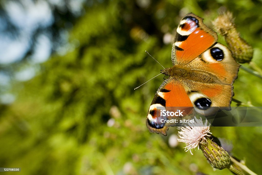 Paw motyl na kwiat - Zbiór zdjęć royalty-free (Bez ludzi)