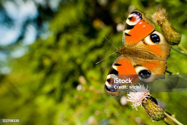 Paw Motyl Na Kwiat - zdjęcia stockowe i więcej obrazów Bez ludzi - Bez ludzi, Bliskie zbliżenie, Fotografika