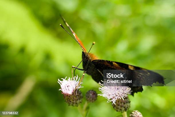 Piękne Paw Motyl Na Kwiat - zdjęcia stockowe i więcej obrazów Bez ludzi - Bez ludzi, Bliskie zbliżenie, Fotografika