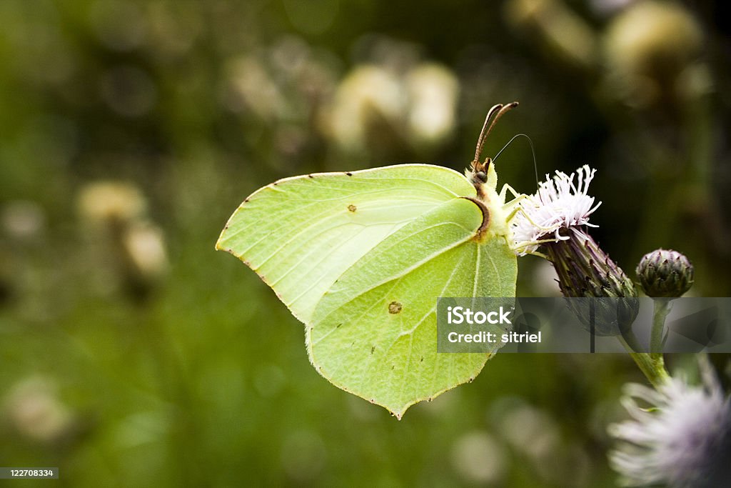 Brimstone motyl na kwiat - Zbiór zdjęć royalty-free (Bez ludzi)