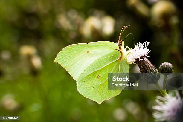 Brimstone Motyl Na Kwiat - zdjęcia stockowe i więcej obrazów Bez ludzi - Bez ludzi, Bliskie zbliżenie, Fotografika