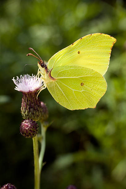 istock Brimstone butterfly on a flower 122708336