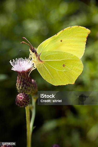 Brimstone Motyl Na Kwiat - zdjęcia stockowe i więcej obrazów Bez ludzi - Bez ludzi, Bliskie zbliżenie, Fotografika