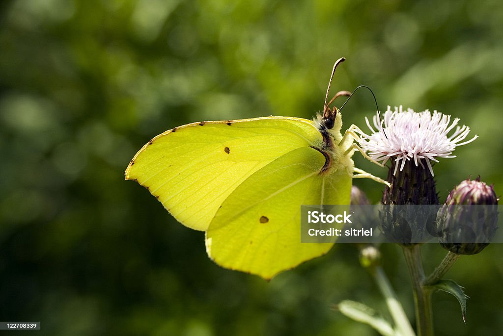 Brimstone motyl na kwiat - Zbiór zdjęć royalty-free (Bez ludzi)