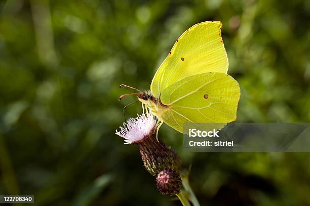 Brimstone Motyl Na Kwiat - zdjęcia stockowe i więcej obrazów Bez ludzi - Bez ludzi, Bliskie zbliżenie, Fotografika