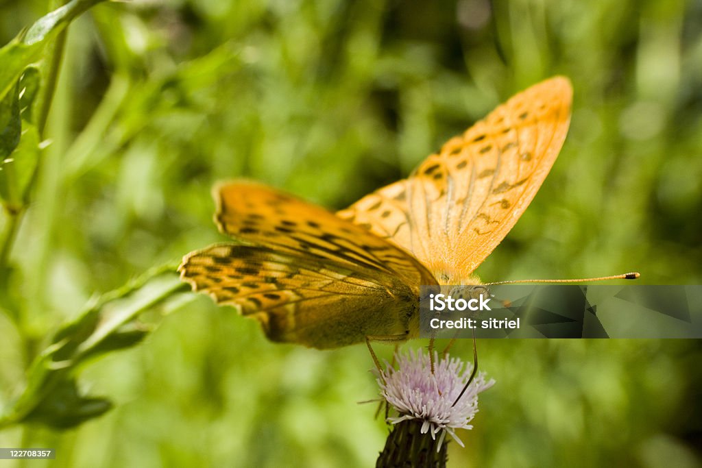 Argynnis paphia motyl na zielonym tle - Zbiór zdjęć royalty-free (Bez ludzi)