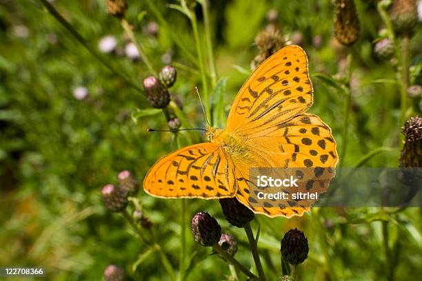 Argynnis Paphia Motyl Na Zielonym Tle - zdjęcia stockowe i więcej obrazów Bez ludzi - Bez ludzi, Fotografika, Horyzontalny