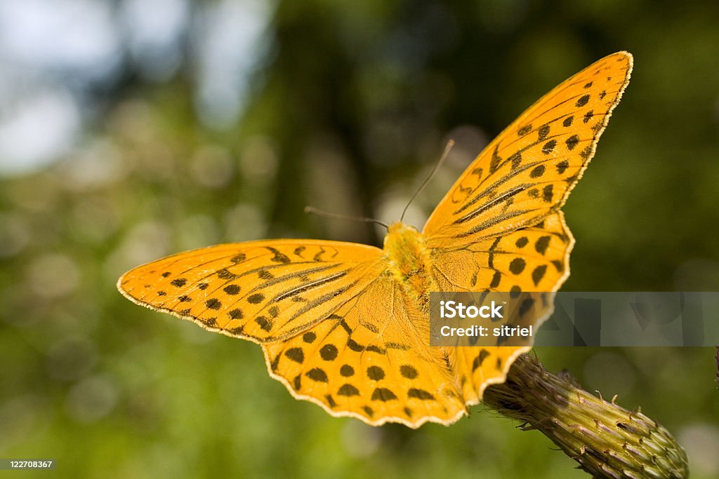Argynnis paphia motyl na zielonym tle - Zbiór zdjęć royalty-free (Bez ludzi)