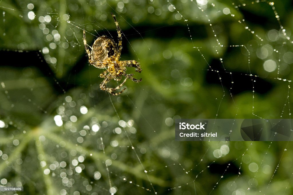Spider w sieci podczas rano - Zbiór zdjęć royalty-free (Bez ludzi)