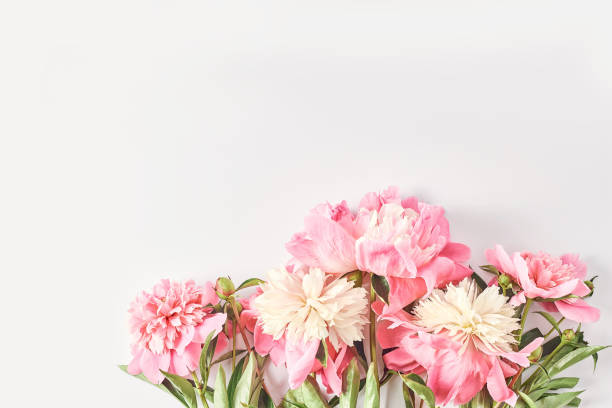 istock wedding concept. beautiful peonies on a white background. simple layout for an invitation. space for text, flat lay 1227084084