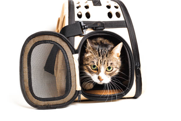 istock The cat sits in a carrying bag for transportation 1227084198