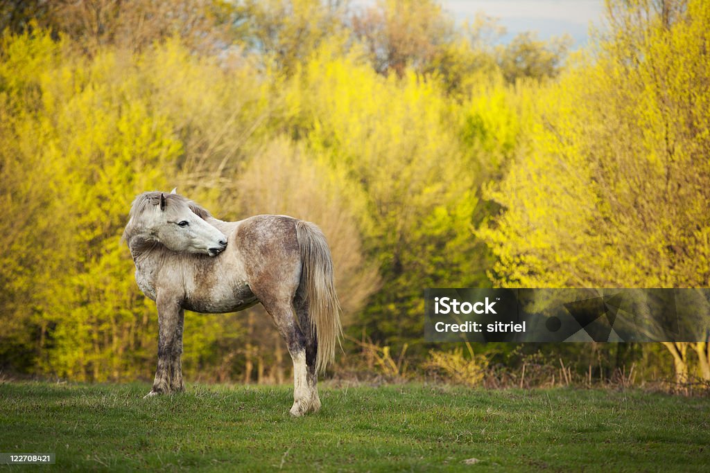 Piękny Koń - Zbiór zdjęć royalty-free (Bez ludzi)