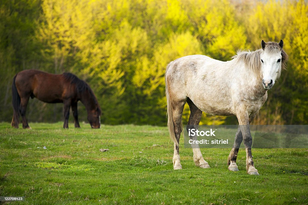 Konie w Zachód słońca - Zbiór zdjęć royalty-free (Fotografika)