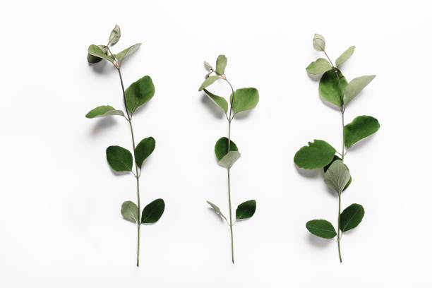 istock Three branches with green leaves in on a white background. Minimalistic, eco, eco-friendly, creative concept. 1227084402