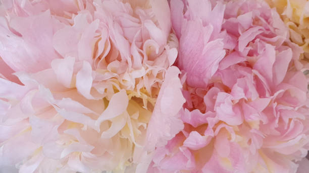 istock Pink peony petals delicate rose flower peonies 1227084413