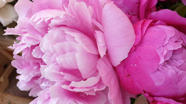 istock Pink peony petals delicate rose flower peonies 1227084443