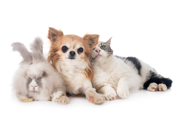 istock rabit, cat and chihuahua 1227084669