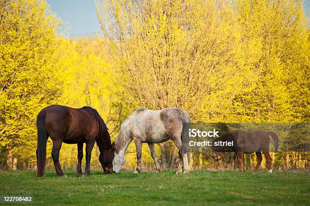 Konie W Zachód Słońca W Sprężyny - zdjęcia stockowe i więcej obrazów Fotografika - Fotografika, Horyzontalny, Koń