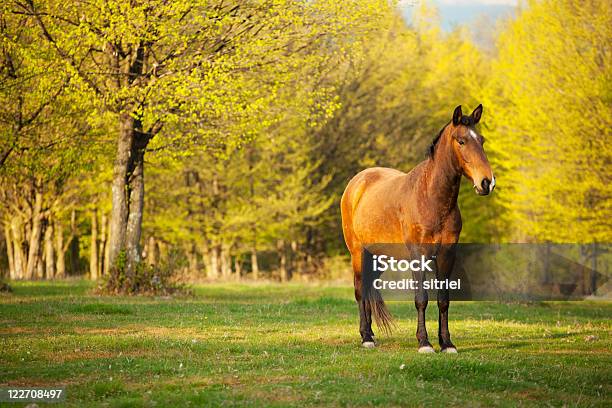 Koń W Zachód Słońca W Sprężyny - zdjęcia stockowe i więcej obrazów Bez ludzi - Bez ludzi, Fotografika, Horyzontalny