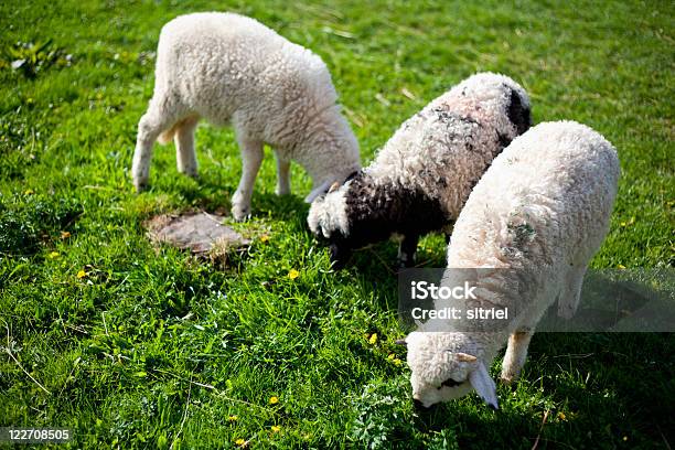 Sheeps Jeść Trawa - zdjęcia stockowe i więcej obrazów Bez ludzi - Bez ludzi, Fotografika, Horyzontalny