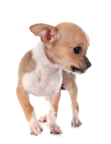istock little chihuahua 1227085208