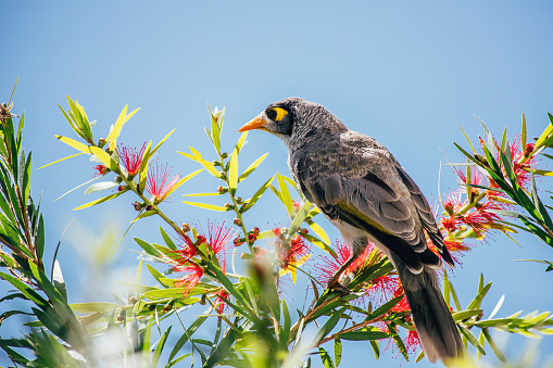 Cute Australian bird Noisy Miner on the Bottlebrush Tree with red flowers. Sunshine Coast, Queensland.