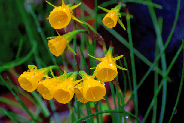 Narcissus bulbocodium, also called Petticoat daffodil or Hook-petticoat daffodil, is a species of flowering plant in the family Amaryllidaceae, native to France, Portugal and Spain. It is small, hardy bulbous perennial, with grass-like leaves, and deep-trumpet shape flowers in mid-Spring.