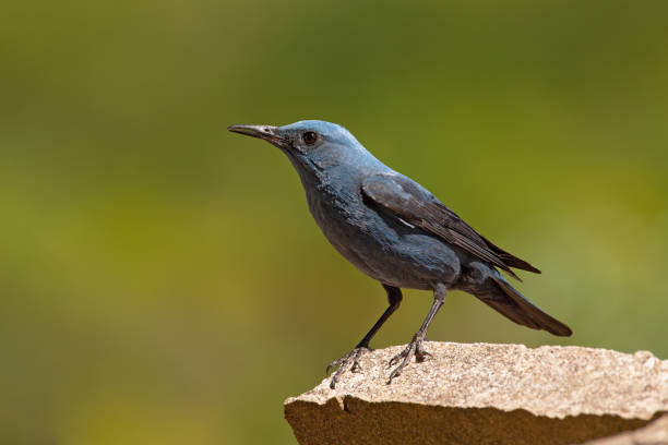 istock The blue rock thrush 1227086925