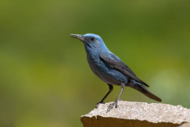 istock The blue rock thrush 1227086961