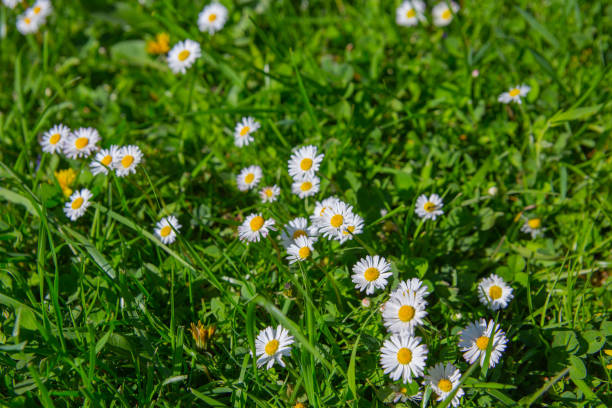 istock Daisies in grass top view, white tiny flowers in bloom, springtime 1227087637