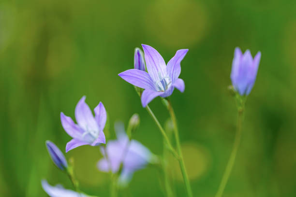 istock beautiful spring flower Campanula Patula 1227088152