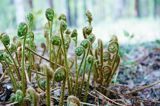 Wild young shoots of Pteridium aquilinum (fern, inhibited common fern), also known as eagle fern and Eastern fern