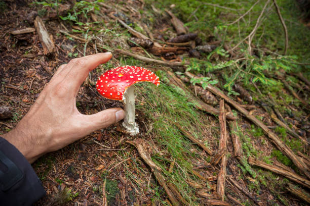 istock Young Amanita Muscaria grown up inside a forest in Dolomites (Italy) 1227089608