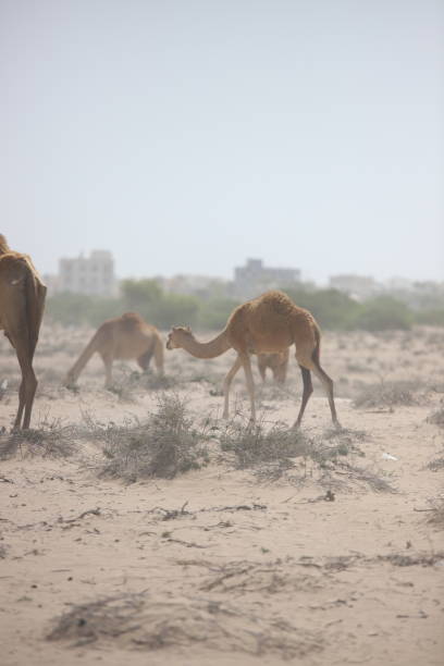 istock Camels at the beach in Muscat 1227089629
