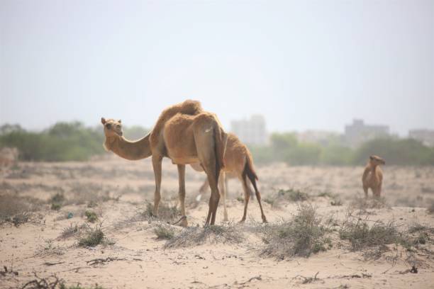 istock Camels at the beach in Muscat 1227089667