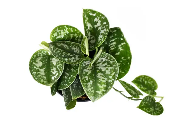 Photo of Top view of 'Scindapsus Pictus Argyraeus' tropical house plant, also called 'Satin Pothos' with velvet texture and silver spot pattern