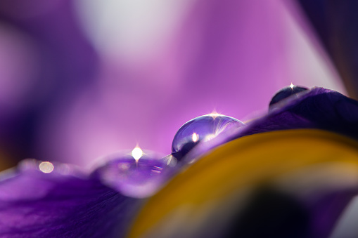 Detail of a purple and yellow blossom of an iris with water drops on a rainy day in spring
