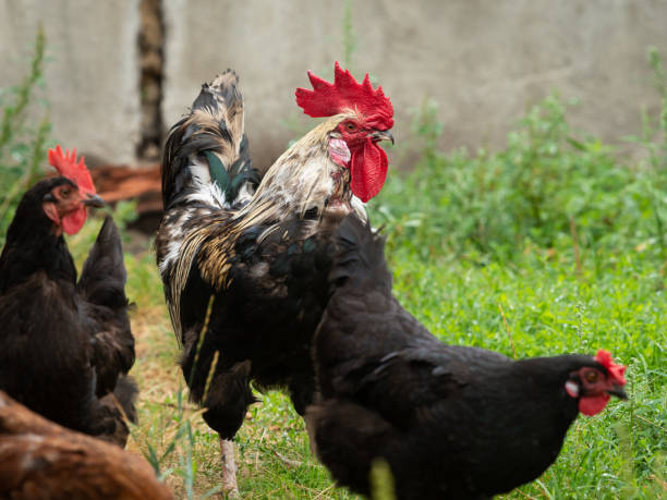 istock A rooster with chicken outside on a farm 1227090744
