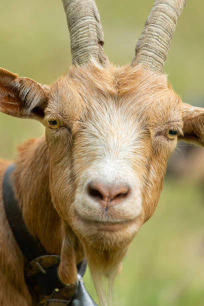 istock Portrait of a beautiful brown goat 1227090872
