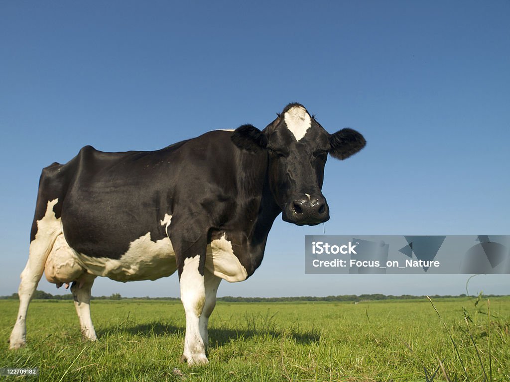 Gado de leite - Foto de stock de Gado Holstein-Friesian royalty-free