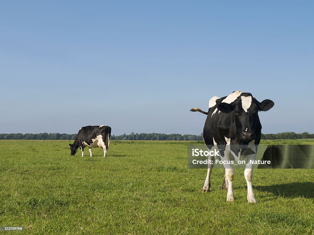 Bovino da latte - Foto stock royalty-free di Agricoltura