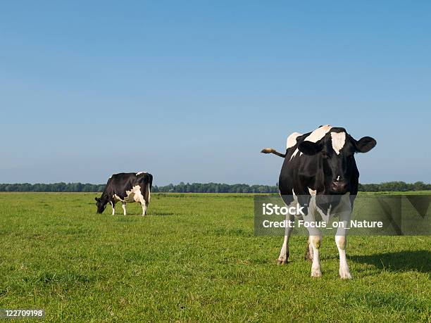 Foto de Gado De Leite e mais fotos de stock de Agricultura - Agricultura, Animal, Animal de Fazenda