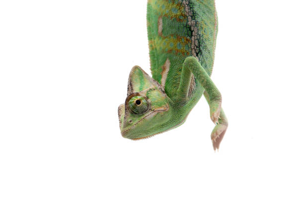 zawoalowany kameleon siedzący na gałęzi odizolowanej na białym tle - chameleon zdjęcia i obrazy z banku zdjęć