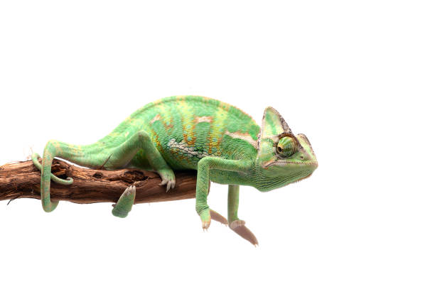 istock The Veiled Chameleon sitting on a branch isolated on white background 1227093236