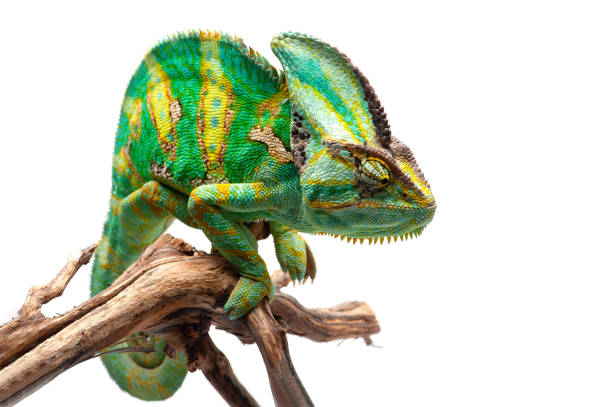 istock The Veiled Chameleon sitting on a branch isolated on white background 1227093243