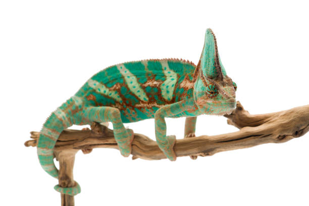 istock The Veiled Chameleon sitting on a branch isolated on white background 1227093244