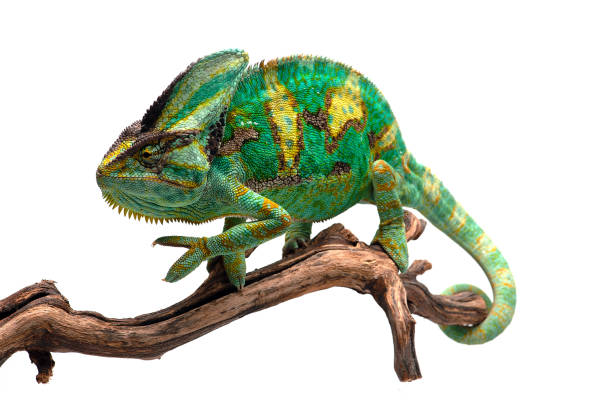 istock The Veiled Chameleon sitting on a branch isolated on white background 1227093256