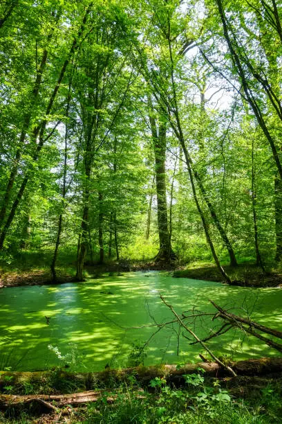 Fontainebleau green forest landscape near Paris, France