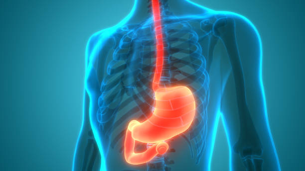 anatomia dello stomaco dell'apparato digerente umano - esofago foto e immagini stock